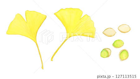 手描き水彩の紅葉した銀杏の葉と銀杏の実のイラストセット 手描き水彩の紅葉した銀杏の葉と銀杏の実のイラストセット 127113515