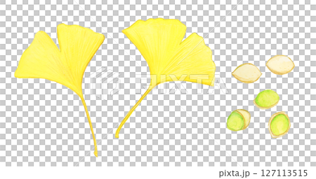 秋天的銀杏葉和銀杏果的手繪水彩插圖集 秋天的銀杏葉和銀杏果的手繪水彩插圖集 127113515