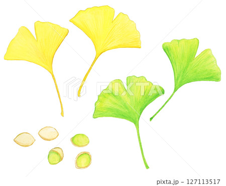 手描き水彩の銀杏と銀杏の実のイラストセット 手描き水彩の銀杏と銀杏の実のイラストセット 127113517