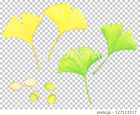 手描き水彩の銀杏と銀杏の実のイラストセット 手描き水彩の銀杏と銀杏の実のイラストセット 127113517