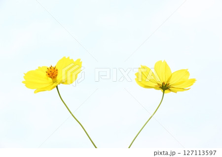 黄花コスモスの花 127113597