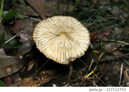 シワシワなカサ、アイボリー色のオオホウライタケ(自然環境下菌・キノコ類ストロボマクロ撮影) シワシワなカサ、アイボリー色のオオホウライタケ(自然環境下菌・キノコ類ストロボマクロ撮影) 127113743
