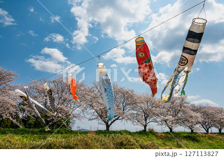 桜と鯉のぼり 127113827