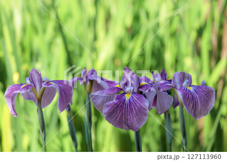色とりどりに咲き人々の心を癒し続ける菖蒲の花たち 127113960