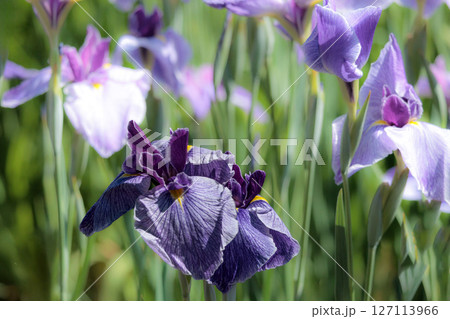 色とりどりに咲き人々の心を癒し続ける菖蒲の花たち 127113966