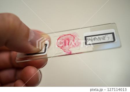 タマネギの細胞の永久プレパラートを作る 127114013