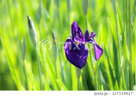 色とりどりに咲き人々の心を癒し続ける菖蒲の花たち 127114017