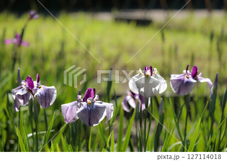 色とりどりに咲き人々の心を癒し続ける菖蒲の花たち 127114018