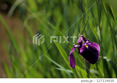 色とりどりに咲き人々の心を癒し続ける菖蒲の花たち 127114030