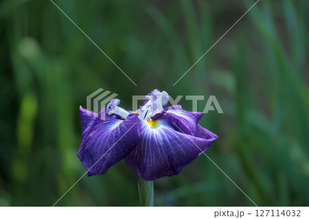 色とりどりに咲き人々の心を癒し続ける菖蒲の花たち 127114032