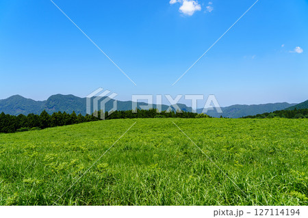 初夏の曾爾高原 お亀池北側の遊歩道から見た北方向の風景② 初夏の曾爾高原 お亀池北側の遊歩道から見た北方向の風景② 127114194