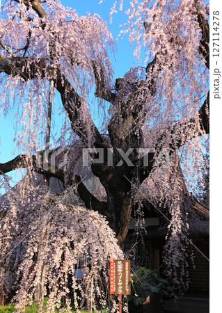 覆いかぶさるような慈雲寺のイトザクラ 127114278