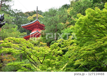 西国十五番霊場今熊野観音寺の風景 127114488