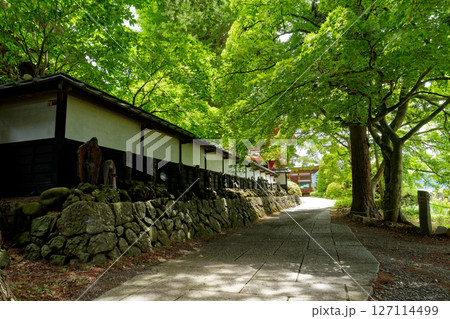 新緑に包まれた参道 新緑に包まれた参道 127114499