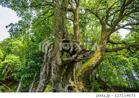 木之本町大音一ノ宮の白樫　滋賀県長浜市 127114673