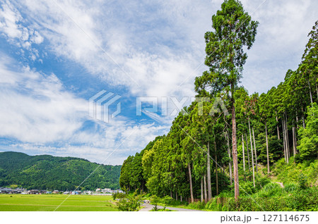 木之本町大音の針葉樹林　滋賀県長浜市 127114675