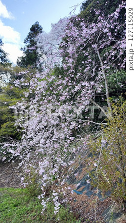 霞間ヶ渓の自然は、あなたの心を包み込む 霞間ヶ渓の自然は、あなたの心を包み込む 127115029