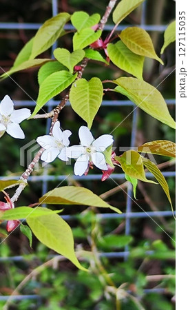 霞間ヶ渓の自然は、あなたの心を包み込む 127115035