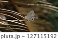 リュウキュウヒメジャノメ 127115192