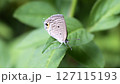 リュウキュウヒメジャノメ 127115193
