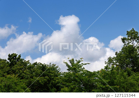 青空と新緑 青空と新緑 127115344