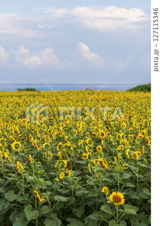 夏の青い空とひまわり畑 127115346