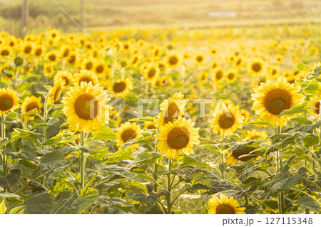 夕日に照らされたひまわり畑 夕日に照らされたひまわり畑 127115348