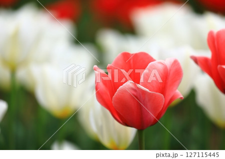 春のチューリップ祭り 春のチューリップ祭り 127115445