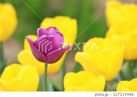 春のチューリップ祭り 春のチューリップ祭り 127115448