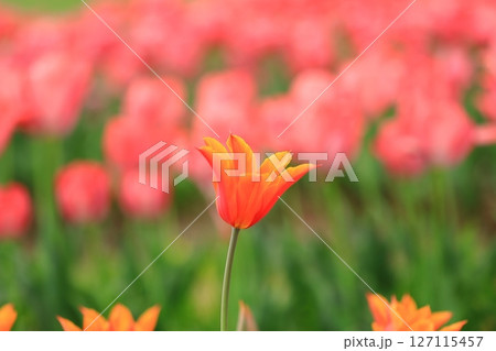 春のチューリップ祭り 春のチューリップ祭り 127115457