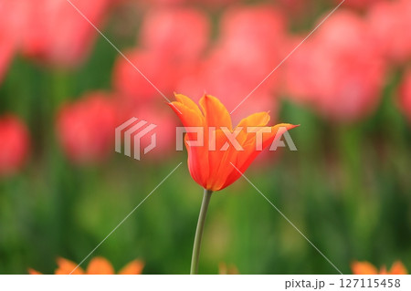 春のチューリップ祭り 春のチューリップ祭り 127115458