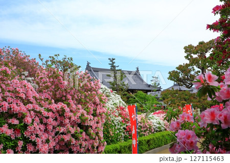 大寳山 法雲禅寺　満開のつつじ 127115463