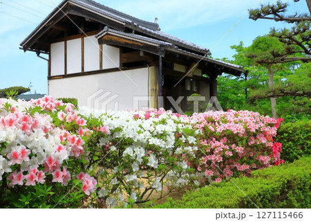大寳山 法雲禅寺 満開のつつじ 大寳山 法雲禅寺 満開のつつじ 127115466