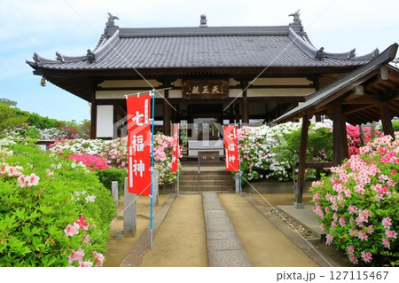 大寳山 法雲禅寺　満開のつつじ 127115467