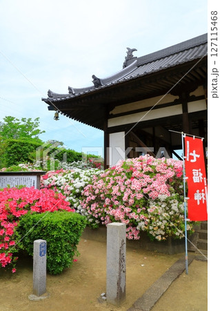大寳山 法雲禅寺　満開のつつじ 127115468
