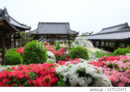 大寳山 法雲禅寺 満開のつつじ 大寳山 法雲禅寺 満開のつつじ 127115471