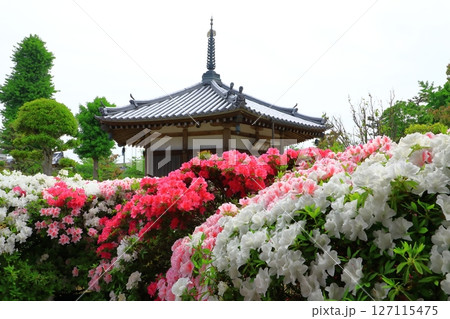 大寳山 法雲禅寺　満開のつつじ 127115475