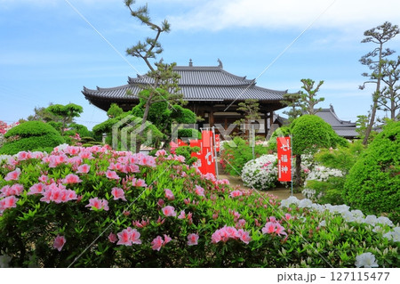 大寳山 法雲禅寺　満開のつつじ 127115477