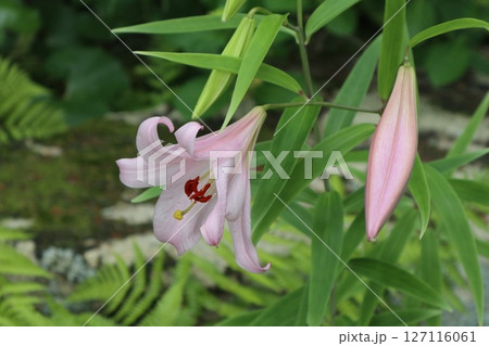 大阪府茨木市の神峯山大門寺境内の風景 127116061