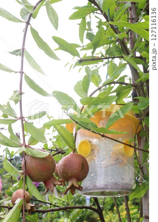 Insect trapping hanging plastic mug 127116136