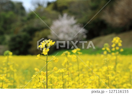 クローズアップの菜の花 127116155