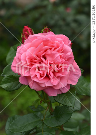 マガリ・バラ 127116166