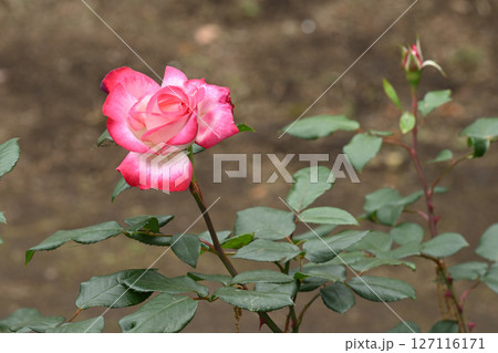 聖火・バラ 127116171