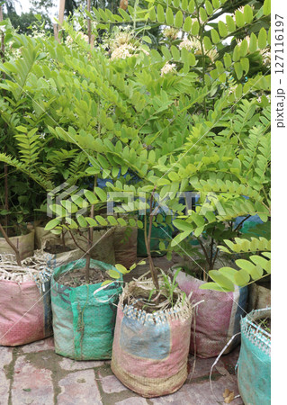 Cassia javanica, also known as Java Cassia or Pink Shower flower plant Cassia javanica, also known as Java Cassia or Pink Shower flower plant 127116197
