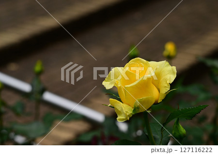 イエローシンプリシティ 127116222