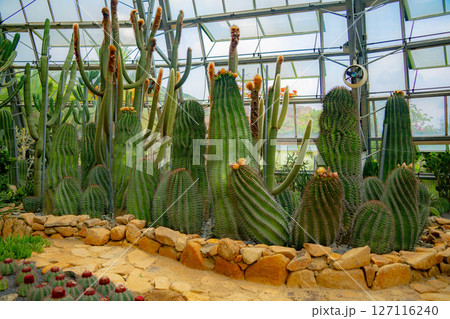 A pavilion with cacti. A pavilion with cacti. 127116240
