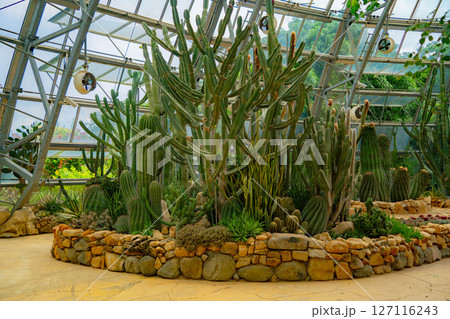 A pavilion with cacti. 127116243