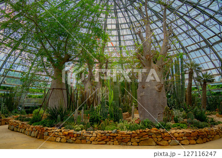 A pavilion with cacti. 127116247