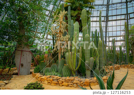 A pavilion with cacti. 127116253
