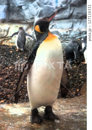 キングペンギン (旭川動物園 ペンギン館) キングペンギン (旭川動物園 ペンギン館) 127116331